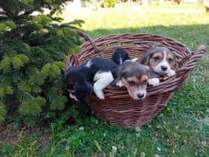 Pui Beagle de vanzare