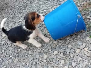 Pui Beagle de vanzare — miniatura 2