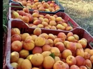 Vând caise bine coapte dulci și foarte aromați cu suficineță zaharină, — miniatura 6