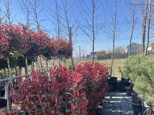 Amenajare RulouriGazon Sistem de irgatii Plante decorative — miniatura 10