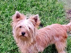Yorkshire terrier golld foarte mic 7. luni