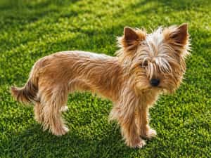Yorkshire terrier golld foarte mic 7. luni — miniatura 2