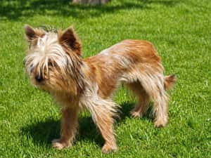 Yorkshire terrier golld foarte mic 7. luni — miniatura 3