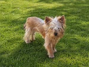 Yorkshire terrier golld foarte mic 7. luni — miniatura 4