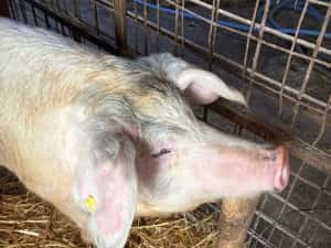 Porci,crotaliati,mangalita,ecologici,veterinar,diverse mărimi — miniatura 1