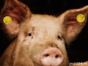 Porci,crotaliati,mangalita,ecologici,veterinar,diverse mărimi — miniatura 2