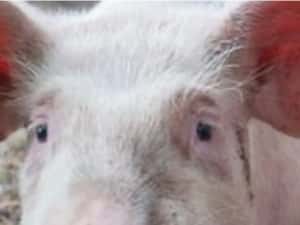 Porci,crotaliati,mangalita,ecologici,veterinar,diverse mărimi — miniatura 3