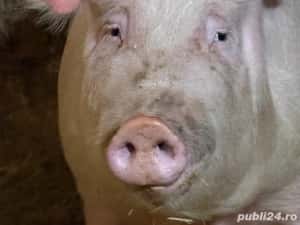 Porci,crotaliati,mangalita,ecologici,veterinar,diverse mărimi — miniatura 4