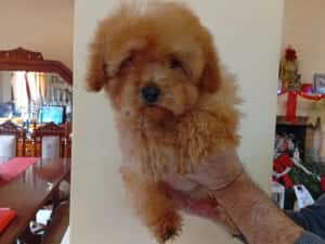 Pui Maltipoo — miniatura 2
