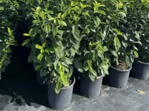 Prunus laurocerasus avem mai multe dimensiuni