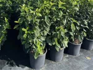 Prunus laurocerasus avem mai multe dimensiuni — miniatura 3