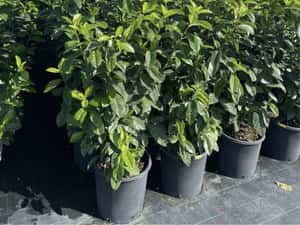 Prunus laurocerasus avem mai multe dimensiuni — miniatura 5