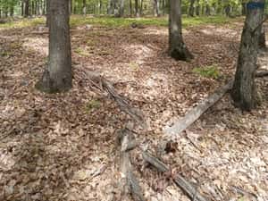 Padure 5000 m patrati stejar com Banesti Ph — miniatura 4