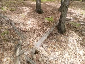 Padure 5000 m patrati stejar com Banesti Ph — miniatura 5