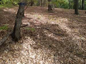 Padure 5000 m patrati stejar com Banesti Ph — miniatura 6