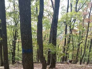 Padure 5000 m patrati stejar com Banesti Ph — miniatura 9