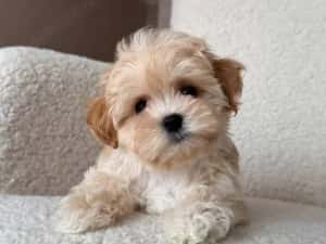 Maltipoo Mini Toy culoarea Caramel 9 saptamani