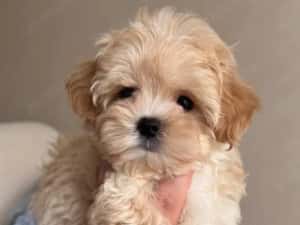 Maltipoo Mini Toy culoarea Caramel 9 saptamani — miniatura 2