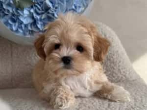 Maltipoo Mini Toy culoarea Caramel 9 saptamani — miniatura 3