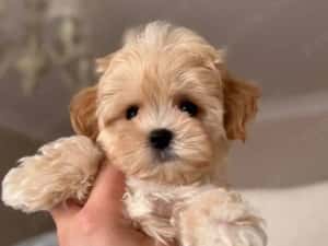 Maltipoo Mini Toy culoarea Caramel 9 saptamani — miniatura 4