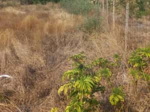 Teren cartier Brosteni-Buzau — miniatura 3