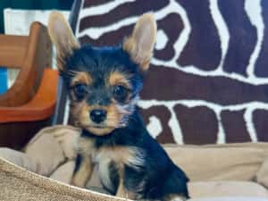 Yorkshire terrier 