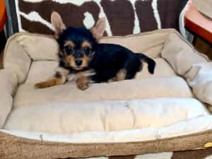 Yorkshire terrier  — miniatura 2