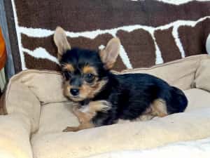 Yorkshire terrier  — miniatura 3
