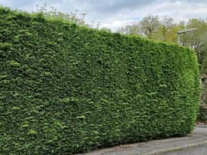 Leylandii.  50cm — miniatura 5