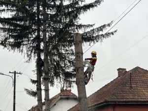 ARBORIST: Toaletari/Taieri/Doborât arobori(Copaci,Pomi)