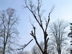 ARBORIST: Toaletari/Taieri/Doborât arobori(Copaci,Pomi) — miniatura 5
