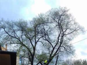 ARBORIST: Toaletari/Taieri/Doborât arobori(Copaci,Pomi) — miniatura 6