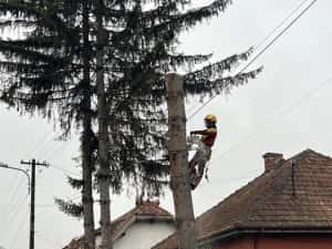 ARBORIST: Toaletari/Taieri/Doborât arobori(Copaci,Pomi) — miniatura 7