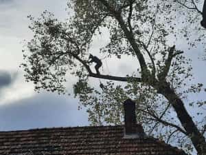 ARBORIST: Toaletari/Taieri/Doborât arobori(Copaci,Pomi) — miniatura 8