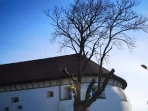 ARBORIST: Toaletari/Taieri/Doborât arobori(Copaci,Pomi) — miniatura 9