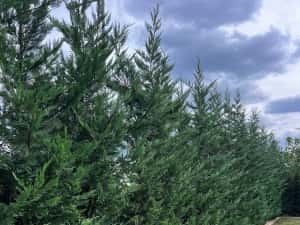 Leylandy ideal pentru gard viu — miniatura 1