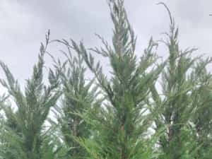 Leylandy ideal pentru gard viu — miniatura 2