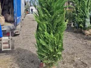 Leylandy ideal pentru gard viu — miniatura 3