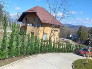 Leylandy ideal pentru gard viu — miniatura 4