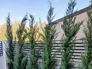 Leylandy ideal pentru gard viu — miniatura 5