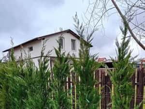 Leylandy ideal pentru gard viu — miniatura 6