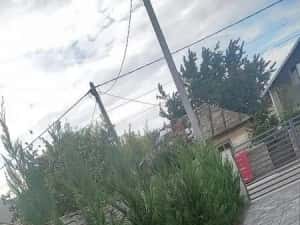 Leylandy ideal pentru gard viu — miniatura 7