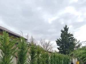 Leylandy ideal pentru gard viu — miniatura 8