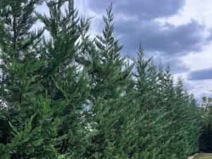 Leylandy ideal pentru gard viu — miniatura 9