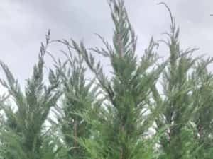 Leylandy ideal pentru gard viu — miniatura 10