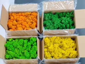 Licheni Craiova, pret Importator direct — miniatura 4