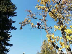 Taiere copaci toaletari întreținere grădini alpinisti utilitari — miniatura 2