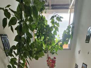 Apartament  de vanzare cu 3 camere in casa zona Bartolomeu Nord — miniatura 3