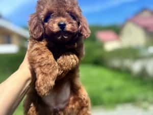 Femela pudel red toy — miniatura 3