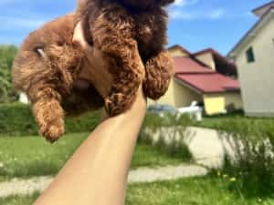 Femela pudel red toy — miniatura 4